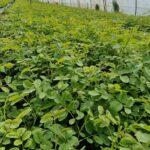 Разсад от маслодайна роза Zen-Essens – директно от нашите оранжерии - Image 2